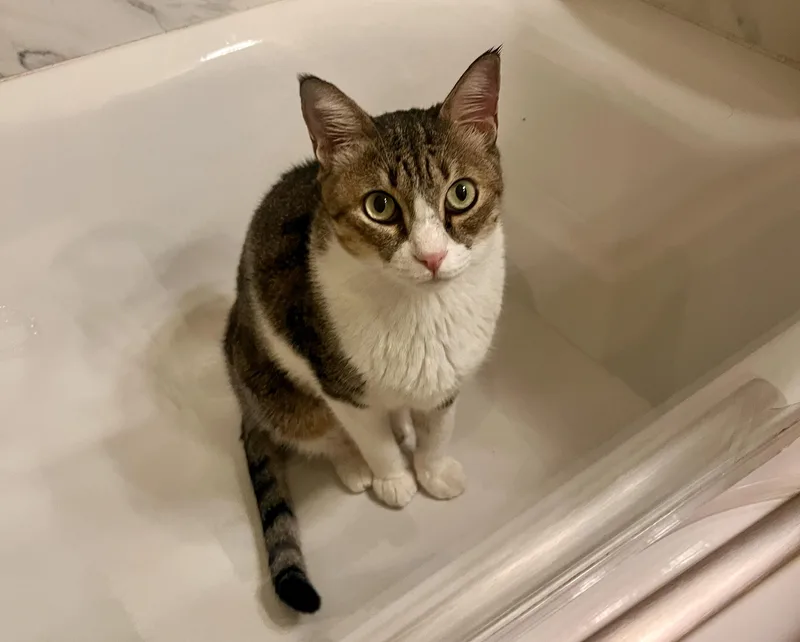 Earl Grey thumbnail 7