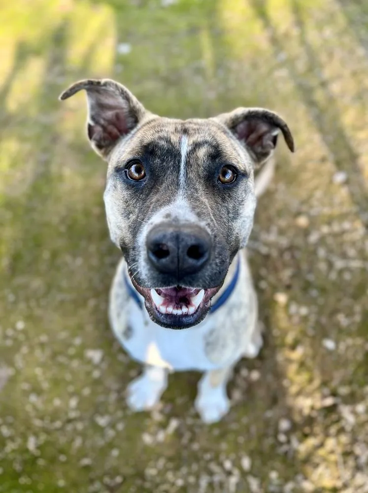 A young large-sized male Pit Bull Terrier dog named Birch for adoption in Jamestown, CA