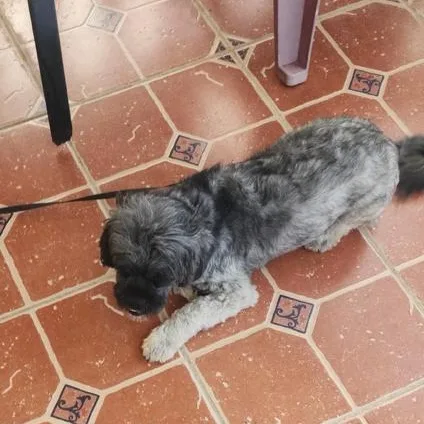 A young small-sized male Black Shih Tzu dog named Nico Jones for adoption in New York, NY