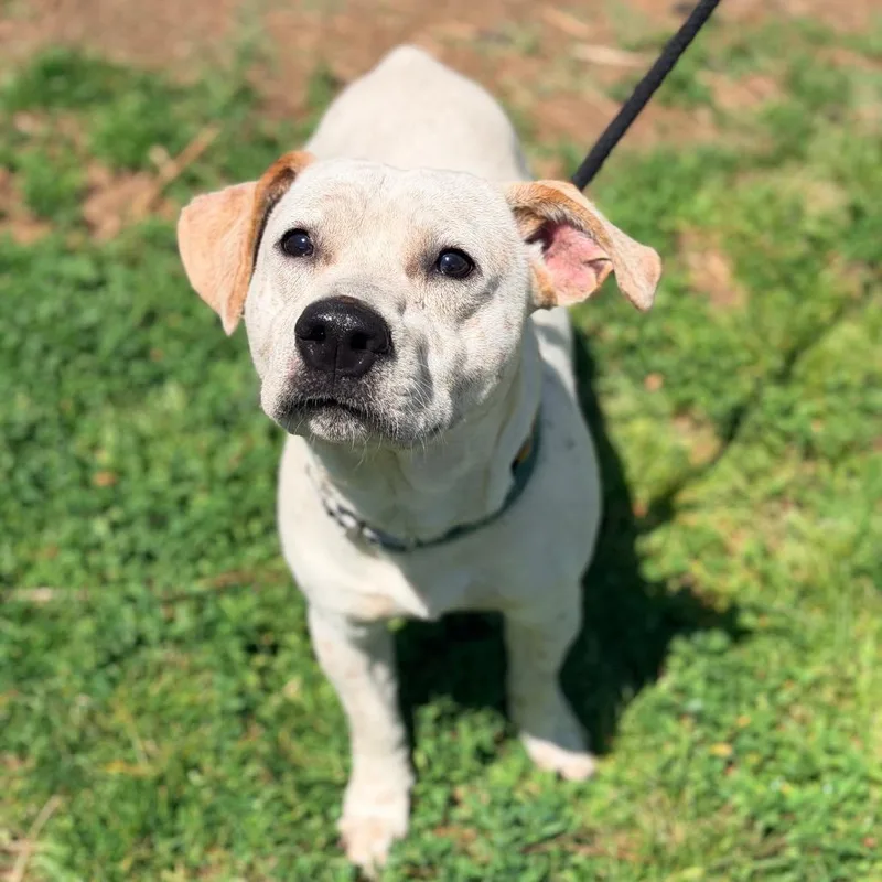 A young medium-sized male White / Cream Mixed Breed dog named Budapest for adoption in Huntington, WV