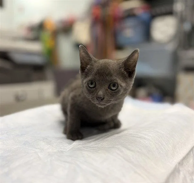 A baby small-sized male Gray / Blue / Silver Domestic Short Hair cat named Sky Blue for adoption in Tavares, FL