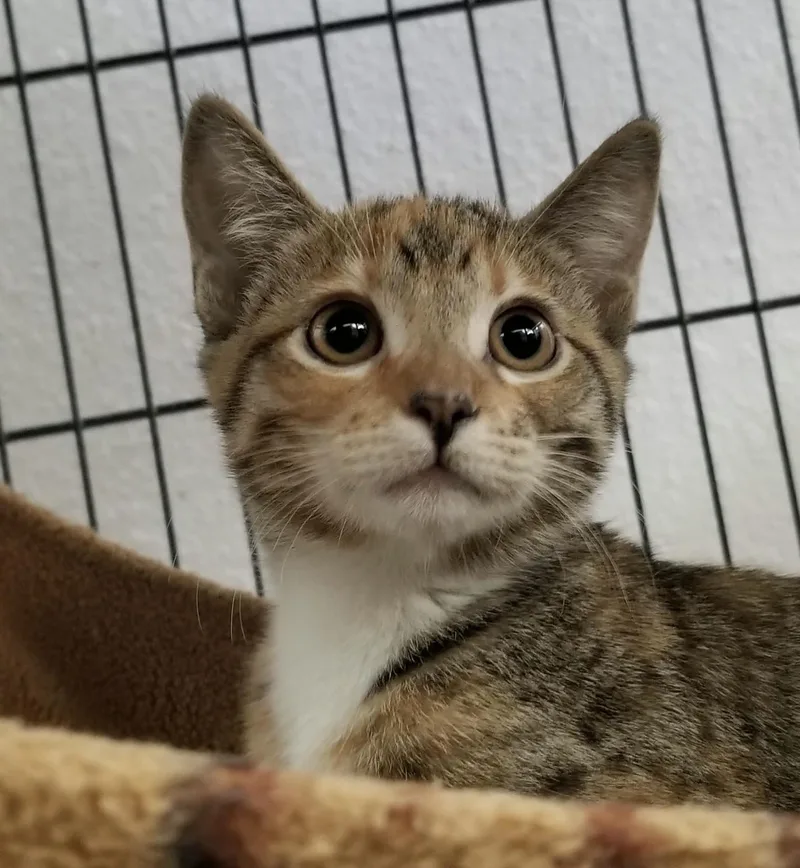 A baby large-sized female Calico Domestic Short Hair cat named 0928-2017 for adoption in Turlock, CA