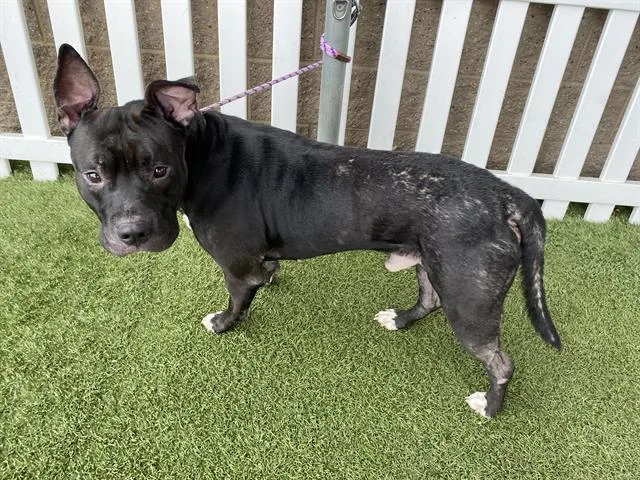 An adult large-sized male American Staffordshire Terrier dog named A for adoption in Modesto, CA