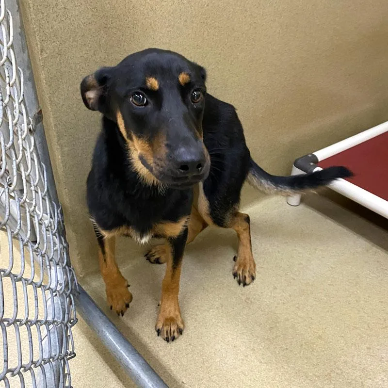 A young medium-sized female Black German Shepherd Dog dog named Peyton for adoption in Monroe, GA