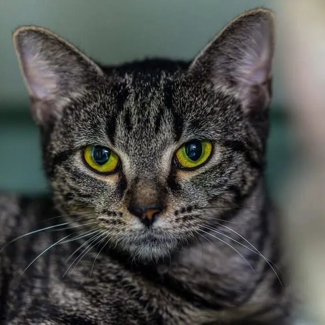 A young medium-sized female Brown / Chocolate Domestic Short Hair cat named Crop Top for adoption in Decatur, GA