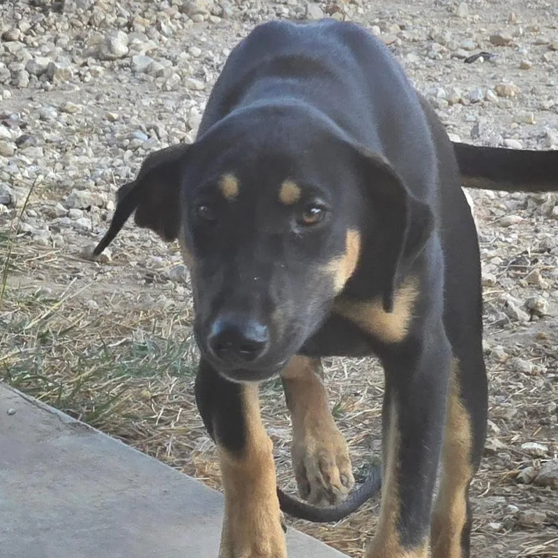 Stella