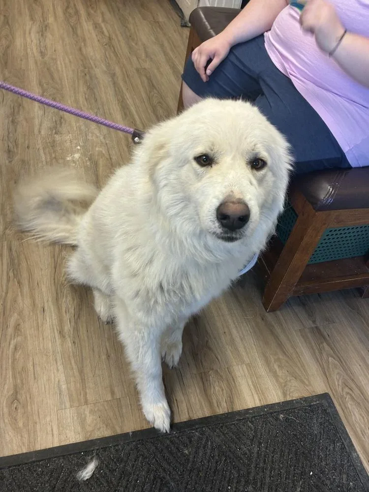 An adult large-sized female White / Cream Great Pyrenees dog named Demi for adoption in Fremont, NE