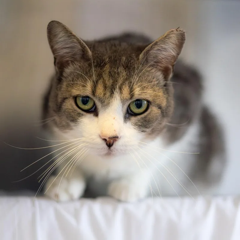 An adult medium-sized male Gray / Blue / Silver Domestic Short Hair cat named Melvin for adoption in Newark, DE