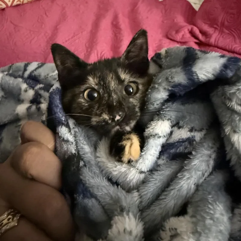 A baby small-sized female Tortoiseshell Domestic Short Hair cat named Artemis for adoption in Katy, TX
