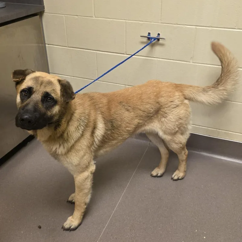 An adult large-sized male Yellow / Tan / Blond / Fawn German Shepherd Dog dog named Frodo for adoption in Norman, OK