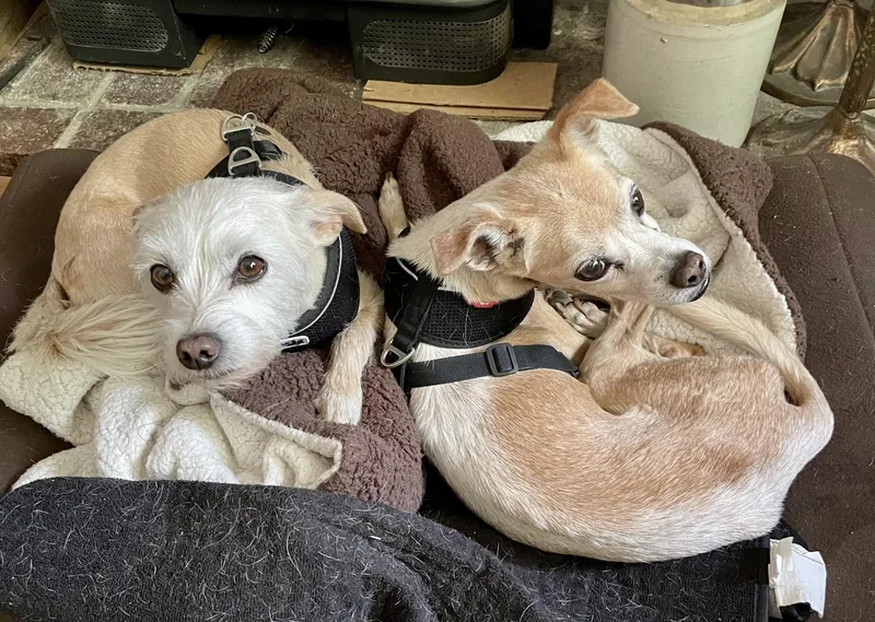 Raider and Sassy