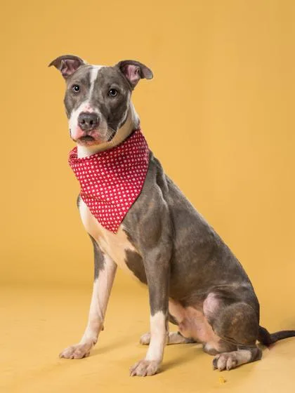 An adult large-sized male Pit Bull Terrier dog named Kent for adoption in Atlanta, GA
