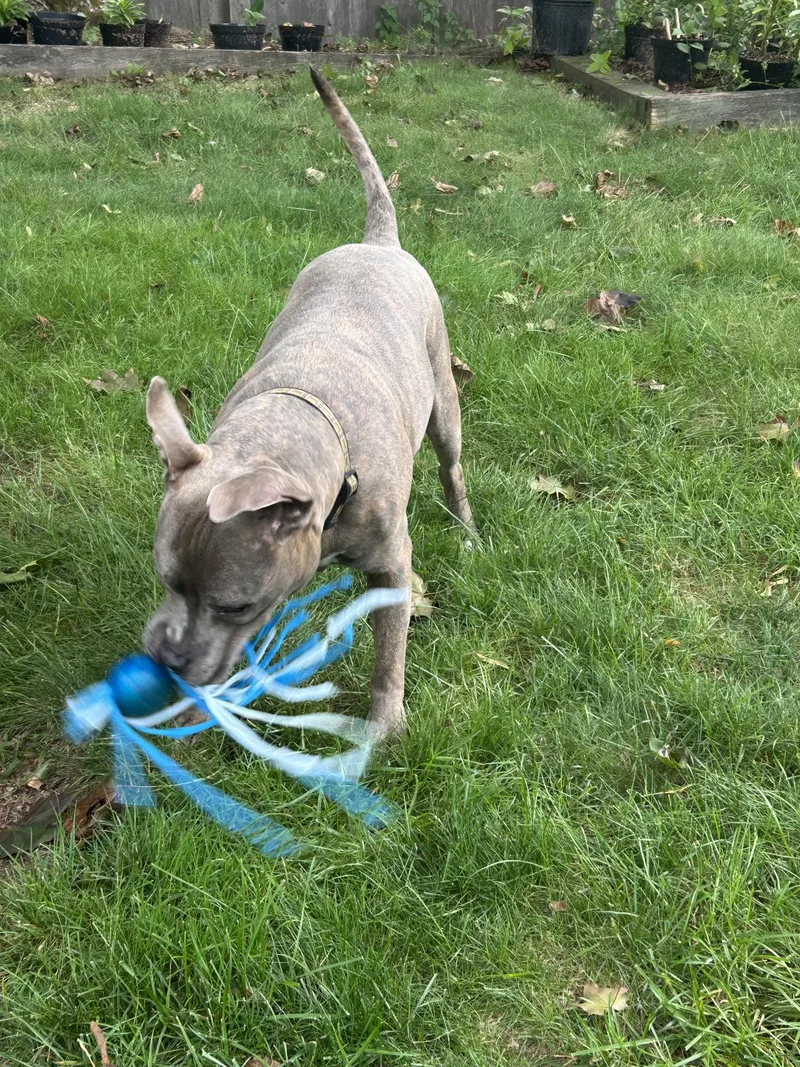 An adult medium-sized male Mixed Breed dog named Remy for adoption in New York, NY