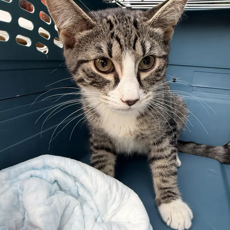 A baby small-sized female Tabby (Buff / Tan / Fawn) Siamese cat named Paisley for adoption in Syosset, NY