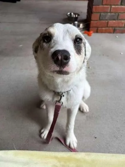 An adult medium-sized female Terrier dog named Rain for adoption in Southern Pines, NC