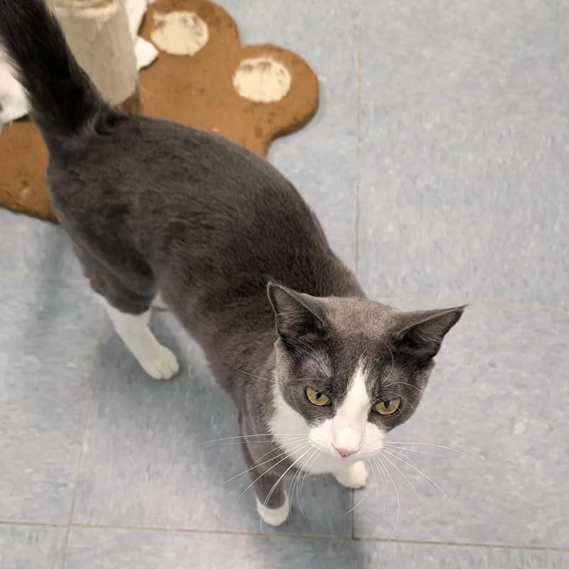 A young large-sized male Gray / Blue / Silver Domestic Short Hair cat named Blaze for adoption in Buffalo, WY