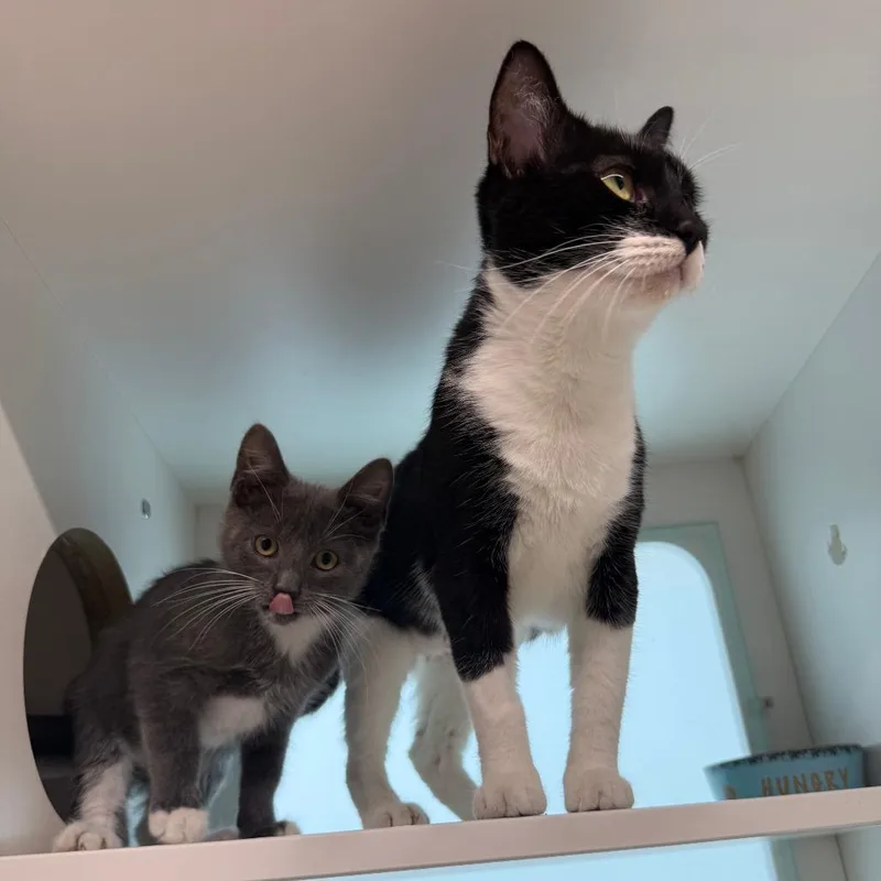An adult small-sized female Domestic Short Hair cat named Sundae for adoption in Branford, CT