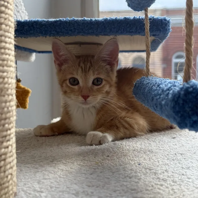 A baby medium-sized male Orange / Red Domestic Short Hair cat named Vinnie for adoption in Monroe, NC