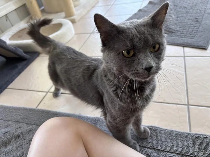 An adult medium-sized male Nebelung cat named Aries for adoption in Virginia Beach, VA