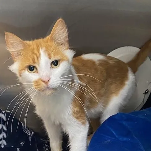 A young medium-sized male Domestic Medium Hair cat named Himsberry for adoption in Allegan, MI
