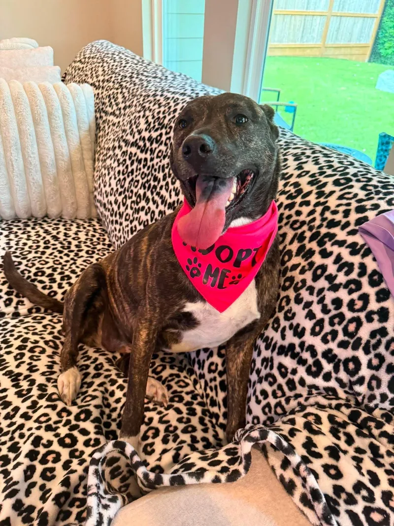 An adult medium-sized female Brindle Labrador Retriever dog named Macaroon for adoption in Spring, TX