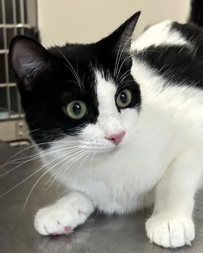 An adult medium-sized female Black Domestic Short Hair cat named Mushu for adoption in Ontario, NY