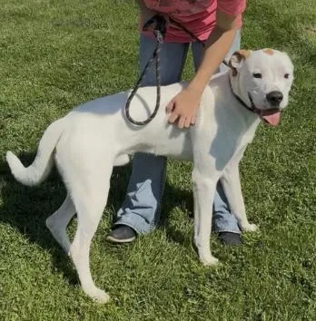 An adult large-sized male Boxer dog named Mr. P for adoption in Chillicothe, MO