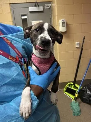 A baby large-sized female Brindle Mixed Breed dog named Loretta for adoption in Wichita, KS