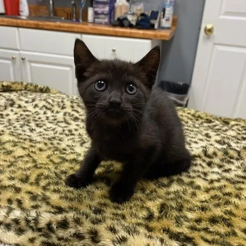 A young medium-sized male Black Domestic Short Hair cat named Ash for adoption in LANETT, AL