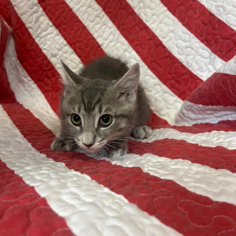 A baby small-sized male Gray / Blue / Silver Domestic Short Hair cat named Artimis for adoption in Columbus, NC