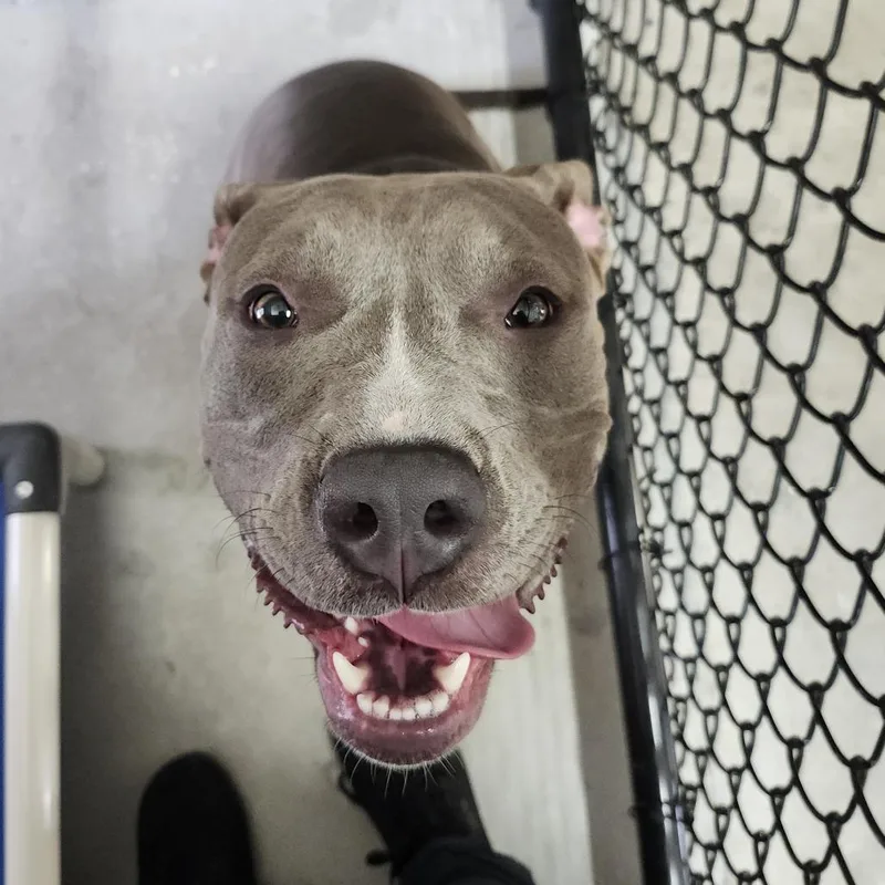A young medium-sized female Gray / Blue / Silver Terrier dog named Arya for adoption in Clearwater, FL