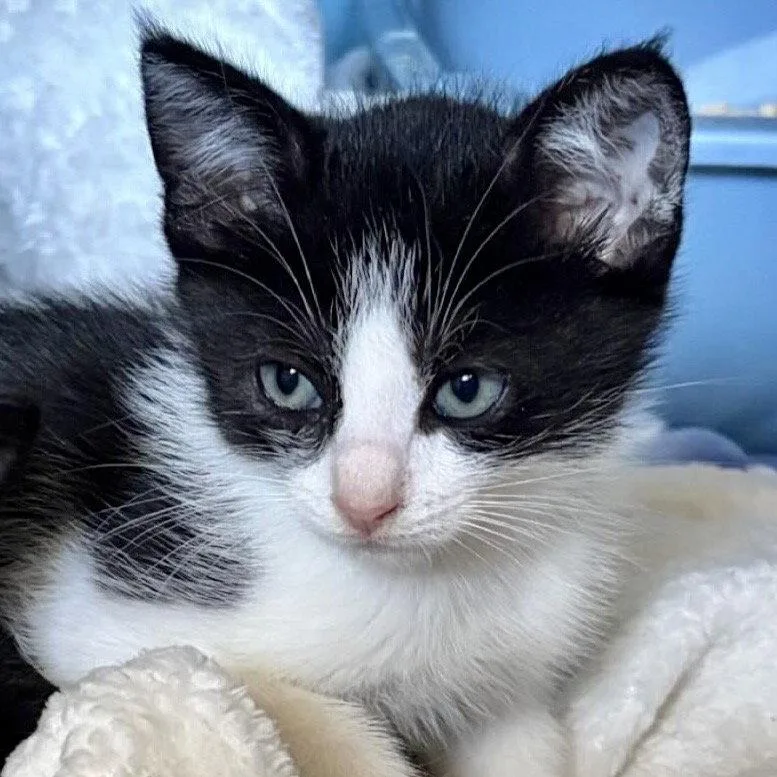 A baby small-sized female Black Domestic Short Hair cat named Bandit for adoption in Oakland, CA