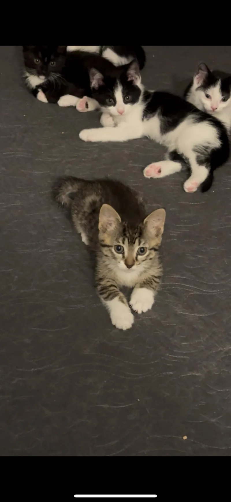 A baby medium-sized female Tabby (Buff / Tan / Fawn) Domestic Short Hair cat named Tigress for adoption in Ypsilanti, MI