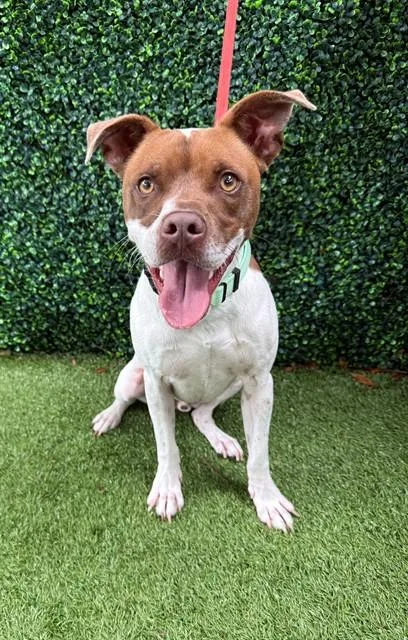 A young medium-sized male Parson Russell Terrier dog named Gus for adoption in Naples, FL
