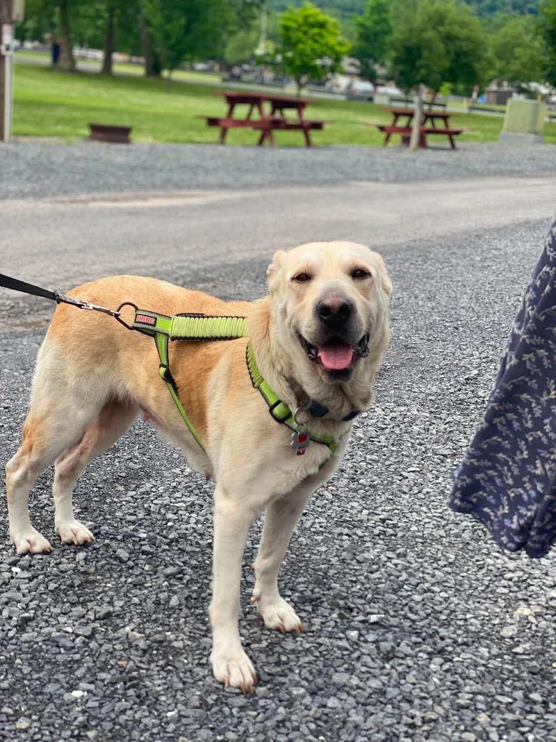 An adult large-sized female Labrador Retriever dog named Bella for adoption in Lewistown, PA