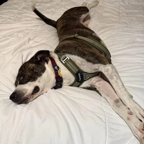 A young large-sized male Brindle Pit Bull Terrier dog named Stark for adoption in Glendale, AZ