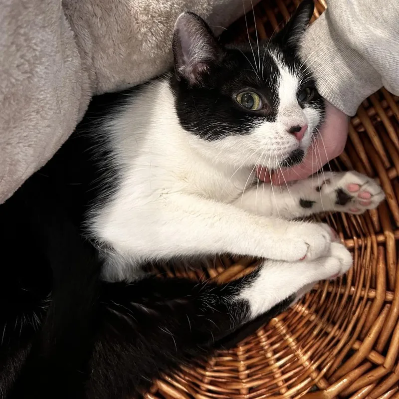 An adult medium-sized female Black Domestic Short Hair cat named Aspen for adoption in Washington Township, OH