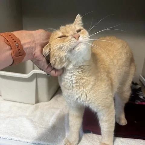 An adult large-sized male Buff / Tan / Fawn Domestic Medium Hair cat named Goliath for adoption in Hutchinson, MN