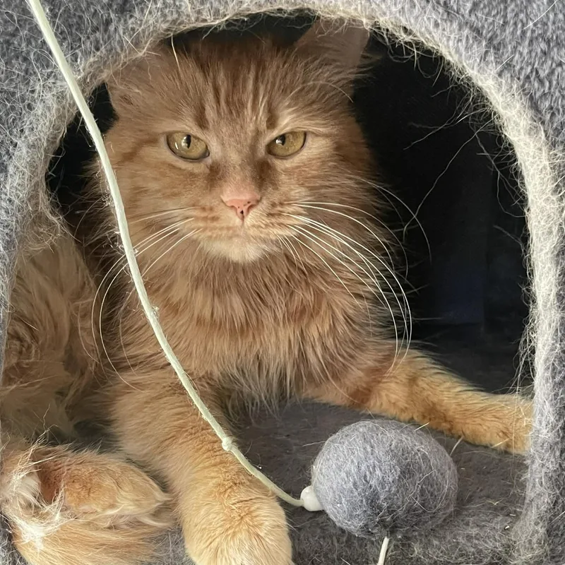 Whiskers