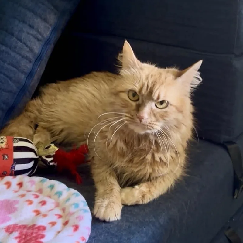 Whiskers thumbnail 2