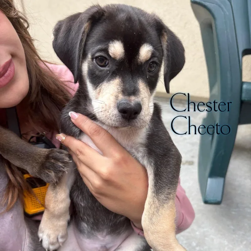 Chester Cheeto thumbnail 2