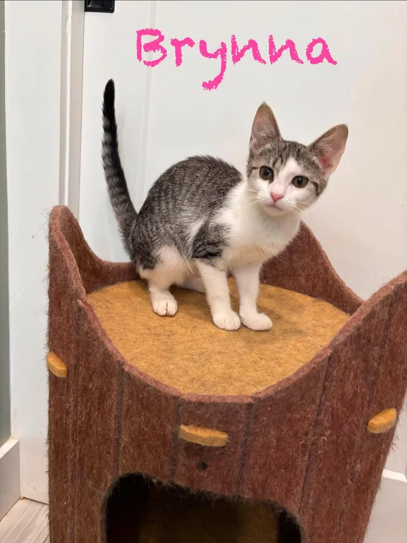 A baby small-sized female Domestic Short Hair cat named Brynna for adoption in Clarksville, TN