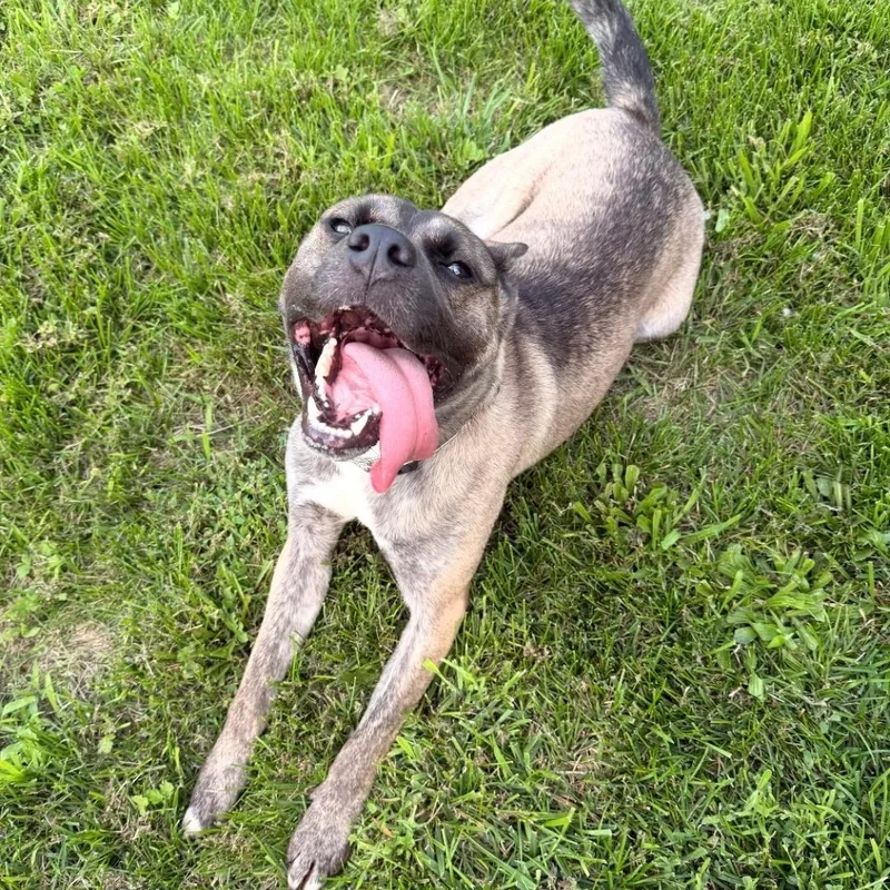 A young medium-sized male Bicolor Belgian Shepherd / Malinois dog named Aries for adoption in Staten Island, NY