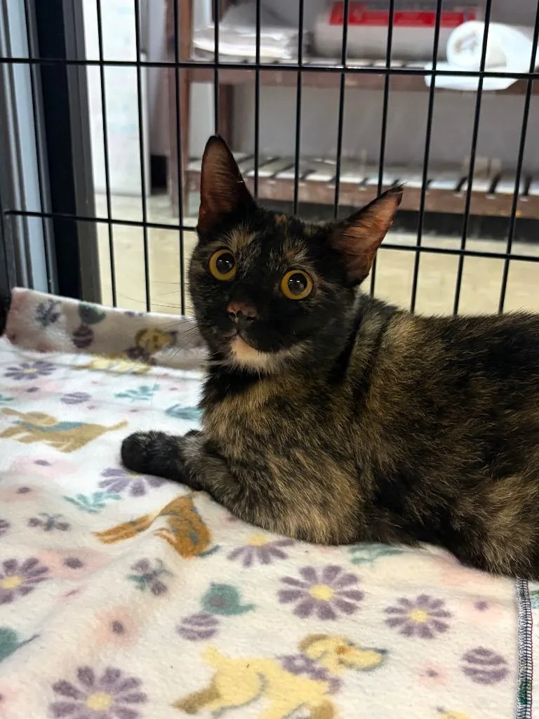 A young large-sized female Tortoiseshell cat named Cornbread for adoption in Lockhart, TX