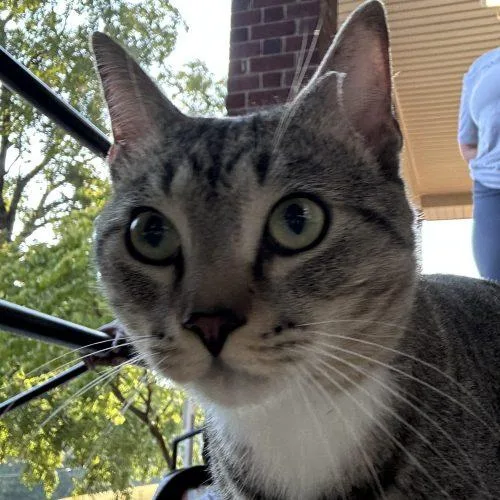A baby small-sized male Tabby (Buff / Tan / Fawn) Tabby cat named Pillsbury for adoption in Knoxville, TN
