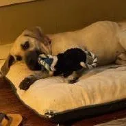A young medium-sized male Yellow / Tan / Blond / Fawn Black Mouth Cur dog named Brian for adoption in West Palm Beach, FL