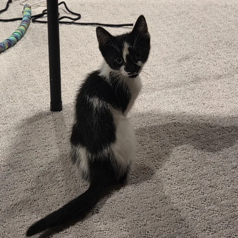 A baby small-sized female Black Domestic Short Hair cat named Bunny C for adoption in Princeton, MN