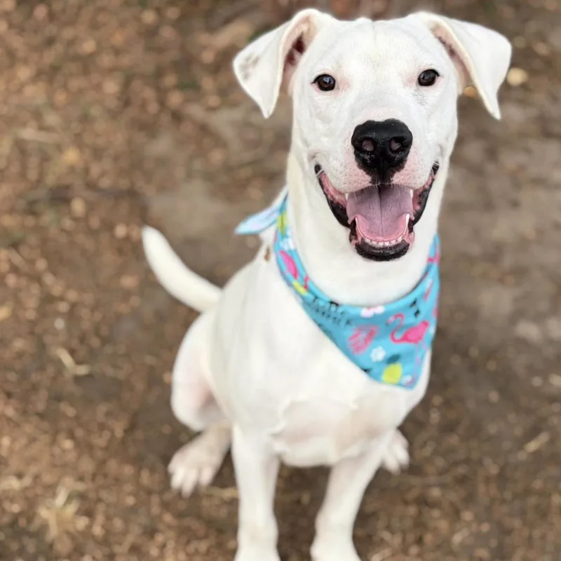 A baby medium-sized male White / Cream Mixed Breed dog named Magnus for adoption in Elgin, TX