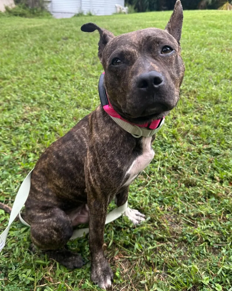 A baby medium-sized male Boxer dog named Ozzy for adoption in Melbourne , FL