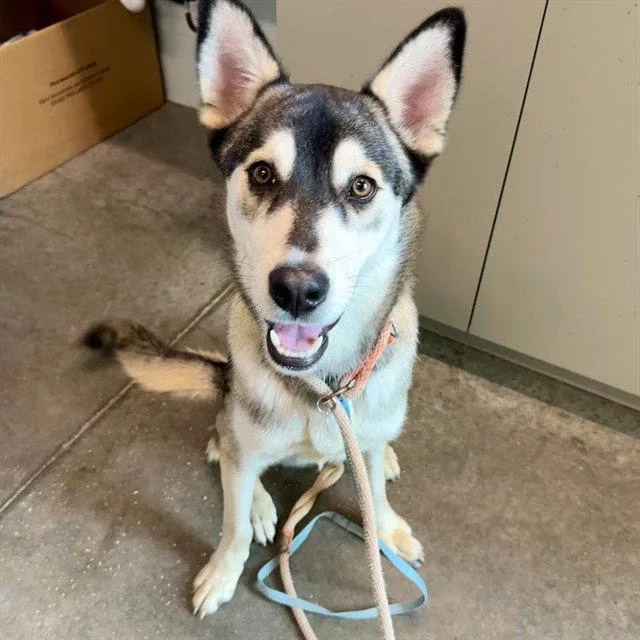 A young large-sized male Husky dog named Ivan for adoption in Tavares, FL